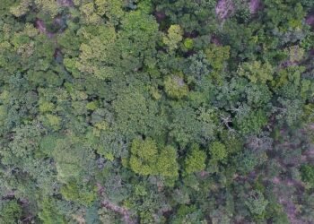 Exposição digital mostra vida nos seis biomas brasileiros