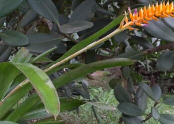 Espécie nova de bromélia floresce no Jardim Botânico do Rio