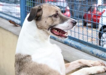 Fogos de artifício acarretam sofrimento físico e risco para animais