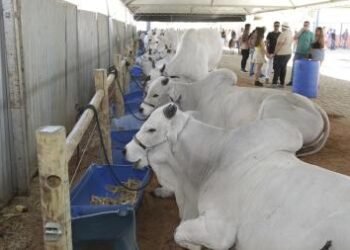 Agronegócio baiano responde por 24,9% do PIB no terceiro trimestre de 2025 | SECOM