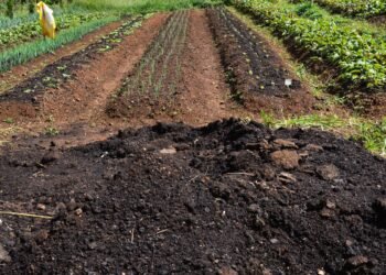 CMN amplia socorro a produtores afetados pelo clima