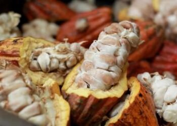 Milho, feijão e cacau vão impulsionar crescimento da produção agrícola baiana em 2026, aponta IBGE | SECOM