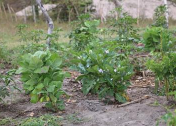 Garantia-Safra transforma vulnerabilidade climática em proteção social em Feira de Santana | SECOM