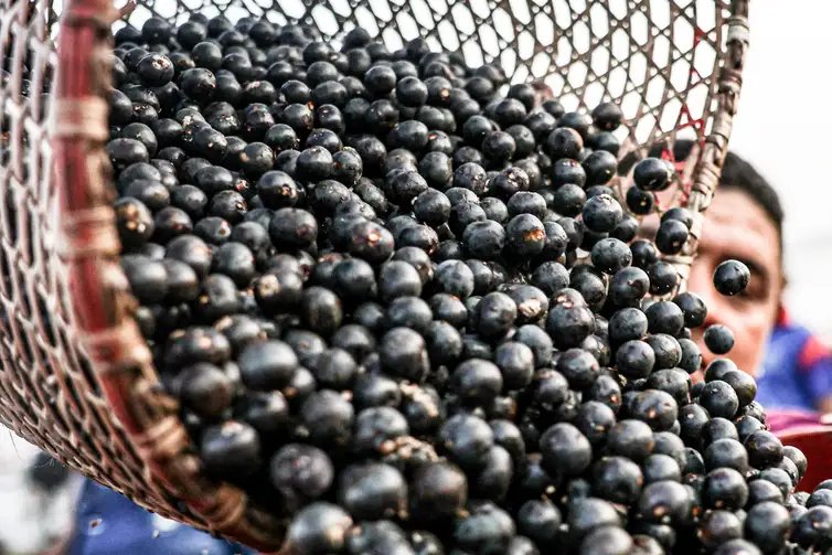 Belém (PA), 13/10/2025 - Movimentação durante a madrugada no mercado de açaí e peixes do Ver-o-Peso, considerada a maior feira livre da América Latina. Foto: Marcelo Camargo/Agência Brasil
