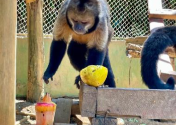 Com a chegada do verão, Parque Zoobotânico da Bahia reforça cuidados para garantir o bem-estar dos animais | SECOM