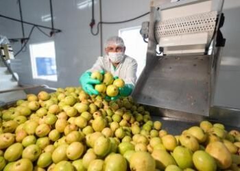 Com investimentos estruturantes, agricultura familiar amplia produção e renda nos municípios baianos | SECOM