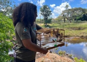 Ações de reabilitação do CETAS garante retorno de mais de 15 animais silvestres ao habitat natural | SECOM