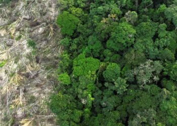 No Amazonas, 62% da exploração madeireira é feita ilegalmente