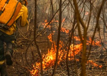Governo lança painel inédito para rastrear gastos ambientais