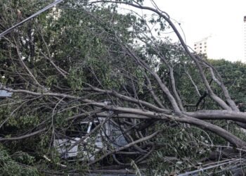 Defesa Civil de SP recebe 514 chamados por quedas de árvores