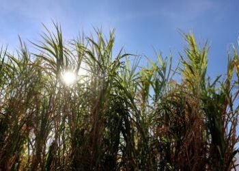 Verão aumenta produtividade agropecuária na Bahia com monitoramento e tecnologia | SECOM