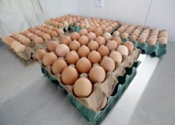 Bahia lidera avicultura no Nordeste com crescimento de 16,3% em ovos e 152 milhões de aves | SECOM