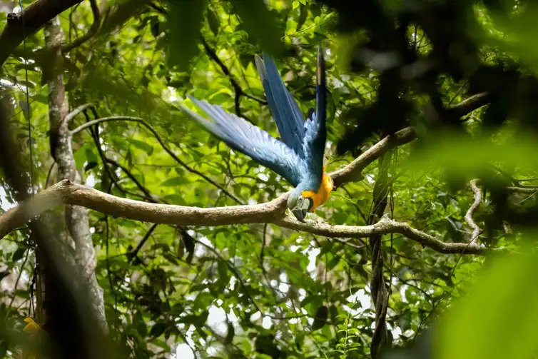 Rio de Janeiro (RJ), 27/01/2026 - A organização da sociedade civil brasileira (OSC) Refauna realizou no início deste mês de janeiro, com apoio do Instituto Chico Mendes de Conservação da Biodiversidade (ICMBio), a primeira soltura de araras-canindé, consideradas extintas da Mata Atlântica. Foto: Flavia Zagury/Refauna