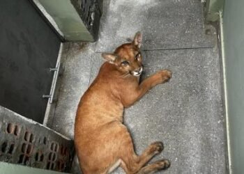 Onça-parda é resgatada em residência de Luís Eduardo Magalhães | SECOM