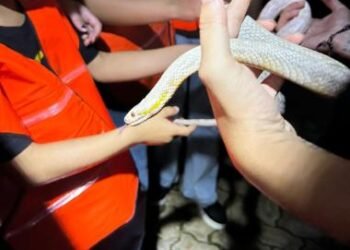 Inscrições para o Zoo noturno serão abertas neste fim de semana | SECOM