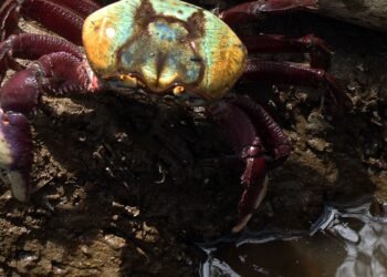 Calendário de defeso do caranguejo-uçá começa dia 18 próximo