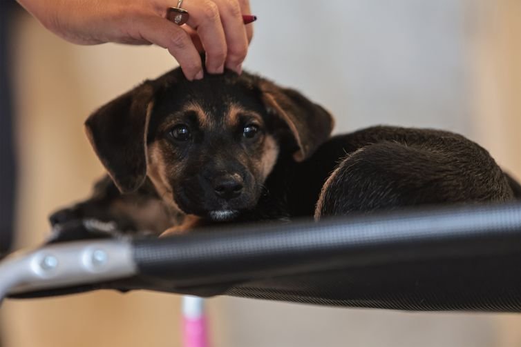 São Paulo (SP), 30/01/2026 - Adoção de Pets  na  Casa Adote na Vila Madalena em parceria com o Instituto Ampara Animal e a ONG Encontrei um Amigo.  Foto: Paulo Pinto/Agência Brasil