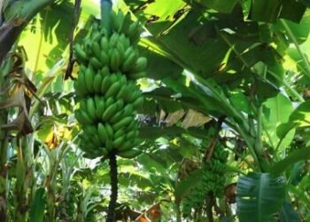 Banana de Bom Jesus da Lapa recebe certificação nacional como produto de qualidade diferenciada | SECOM