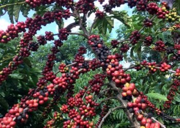 Conab prevê colheita recorde de café com crescimento de 17,1% em 2026