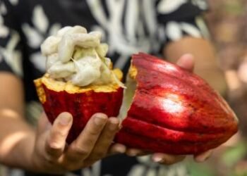 Importação de cacau da Costa do Marfim é suspensa após articulação liderada pela Bahia | SECOM