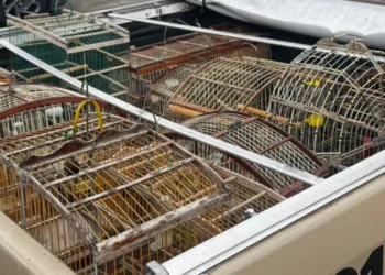 PM resgata aves silvestres em ação de combate ao comércio ilegal na Bahia