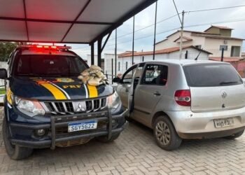 PRF apreende dezenas de pacotes de drogas em veículo no interior baiano