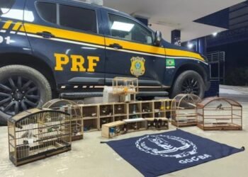 PRF resgata mais de 40 aves silvestres em ônibus interestadual na Bahia