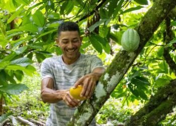 Bahia amplia ações e avança na proteção da cacauicultura | SECOM