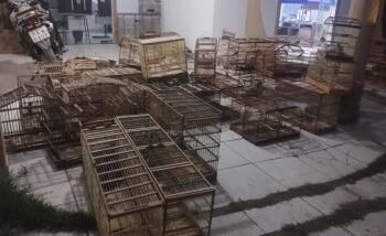 Cetas do Inema apoia operação que resgatou mais de 340 animais silvestres e reforça combate ao tráfico de fauna na Chapada Diamantina | SECOM