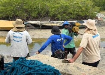 Inema intensifica ações no defeso do caranguejo-uçá e solta mais de 5,7 mil animais | SECOM