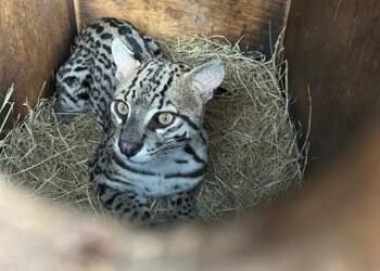 Jaguatirica resgatada com queimaduras é devolvida à natureza em Campo Formoso | SECOM