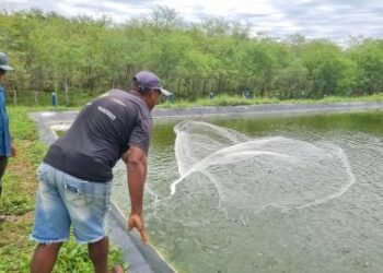 Bahia Pesca inova e promove o cultivo consorciado de tilápia e camarão em composto salino | SECOM