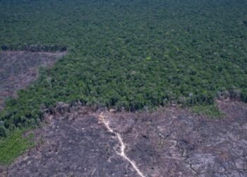 Amazônia Legal: desmatamento prevalece em torno de áreas protegidas