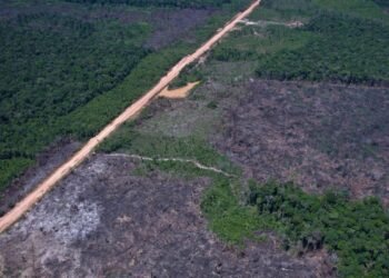 Alertas de desmatamento caem 35% na Amazônia e 6% no Cerrado