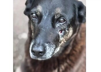 Polícia quer apreender passaporte de envolvido na morte do cão Orelha