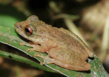 Nova espécie de perereca é descoberta no Cerrado mineiro
