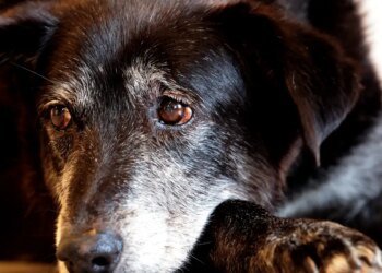 Rio ganha Núcleo de Proteção e Defesa dos Animais