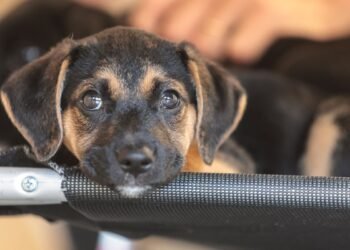 Saiba como educar crianças e adolescentes para respeitar os animais