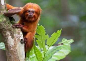 TV Brasil apresenta maratona de série sobre animais em extinção