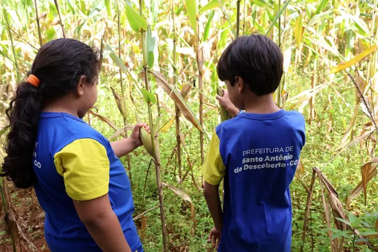 Valter Campanato/Agência Brasil Brasília (DF), 26/03/2026 - Crianças em frente a plantação de milho no Quilombola Antinha de Baixo no Santo Antônio do Descoberto. Foto: Valter Campanato/Agência Brasil
