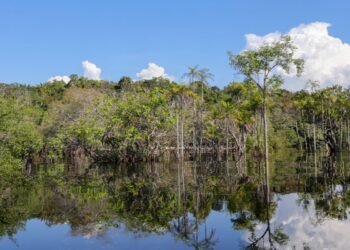 Tesouro muda regras de leilão para projetos sustentáveis