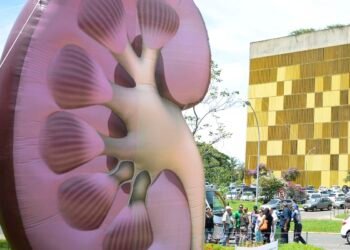 Dia Mundial do Rim: doenças renais são silenciosas e exigem atenção