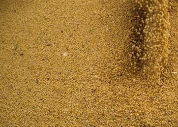 Agro cresce 11,7%, impulsiona PIB e ganha participação na economia