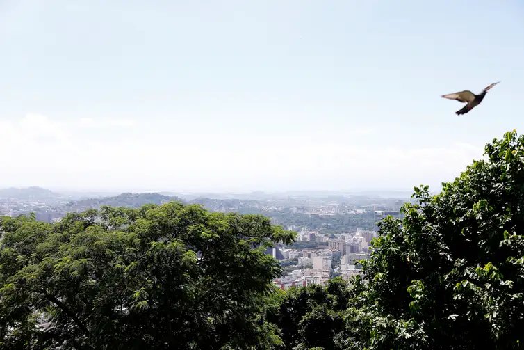 Rio de Janeiro (RJ), 26/03/2026 - Vista do bairro da Tijuca a partir do alto do morro do Salgueiro. Hortas agroecológicas e ancestrais no Morro do Salgueiro, zona norte da cidade. Foto: Tânia Rêgo/Agência Brasil