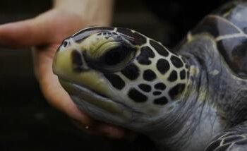 TVE exibe o documentário ‘Onde Estão As Tartarugas Marinhas?’ | SECOM