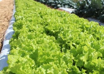 Embrapa inaugura Unidade Mista de Pesquisa e Inovação em Mato Grosso