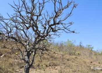 Bahia participa de articulação nacional e anuncia avanço na elaboração do Plano Estadual de Combate à Desertificação | SECOM
