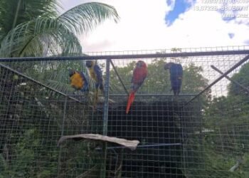 Operação da PF conta com apoio do Inema no resgate de animais silvestres | SECOM