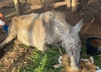 PRF realiza ação humanitária e resgata animal em situação de maus-tratos na Bahia