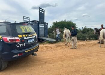 PRF intensifica operação de retirada de animais soltos em BR na Bahia